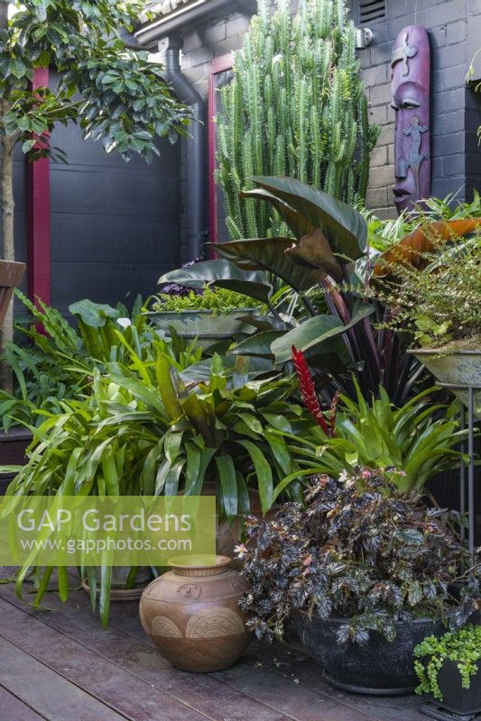 Une collection de pots avec des plantes aimant l'ombre dans un jardin intérieur, avec un Philodendron 'Rojas''. 