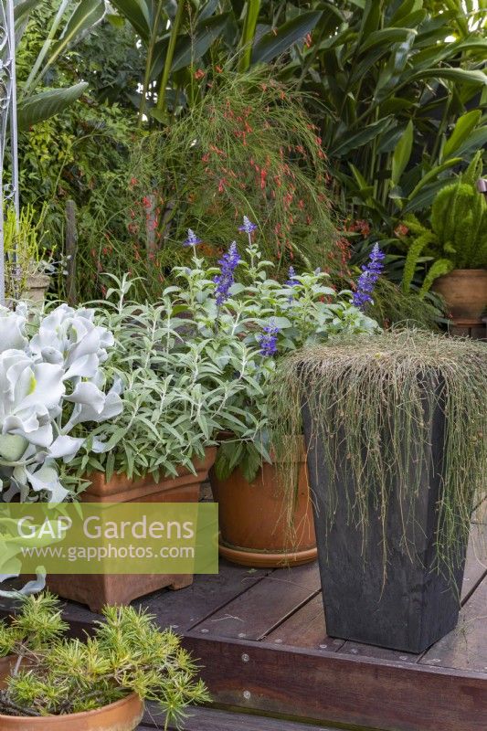 Une collection de pots avec une variété de plantes sur une terrasse en bois. 