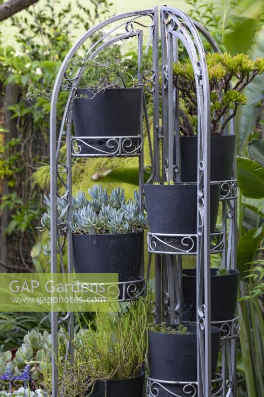 Collection de plantes en pot sur un support en métal arqué autoportant avec des plantes succulentes, avec des bâtons de craie bleue avec un feuillage argenté. 