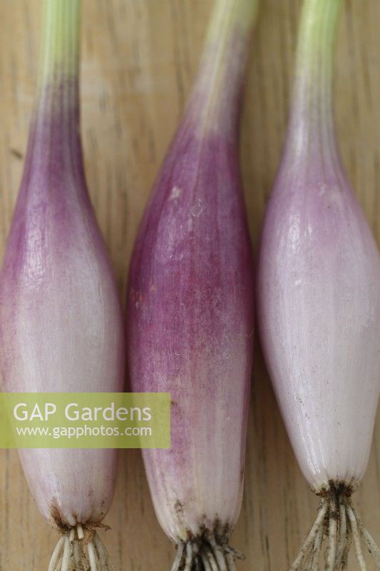 Allium cepa Aggregatum Groupe 'Figaro' Échalotes pelées fraîchement récoltées cultivées en septembre 