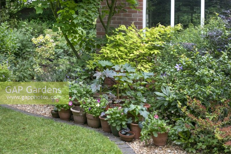 Arbustes mixtes et collection de petites plantes en pot sur le chemin dans un jardin en contrebas de banlieue ouvert à la charité, Whittington, juin 
