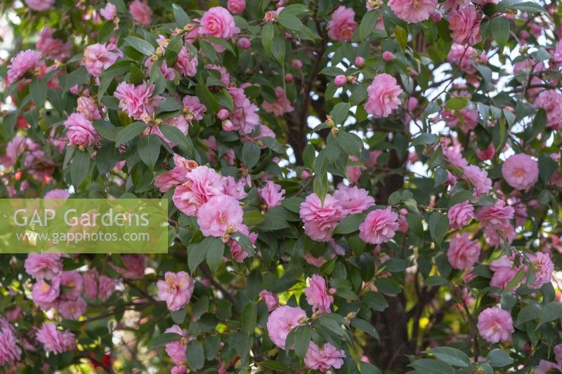 Floraison abondante de Camellia hybride cuspidata 'Fête du Printemps' avec des fleurs roses semi-doubles.Parco delle Camelie, Parc Camellia, Locarno, Suisse 