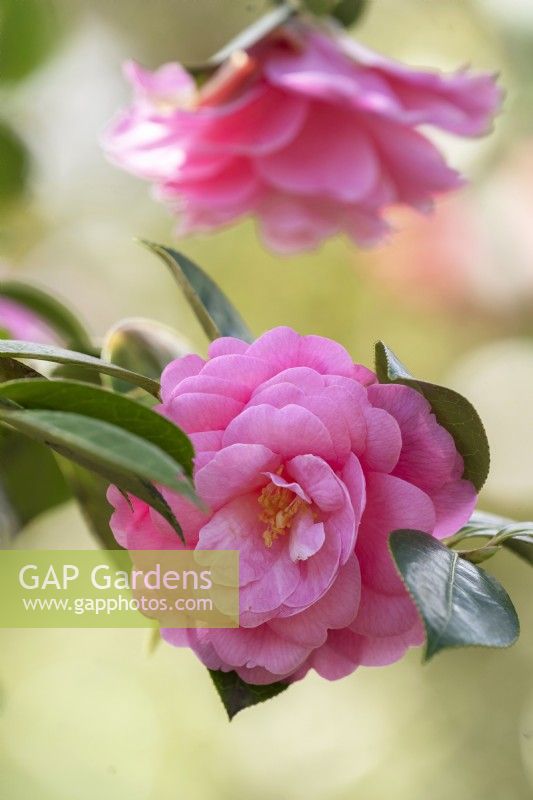 Camellia williamsii 'Rose Quartz'.Parco delle Camelie, Camellia Park, Locarno, Suisse 