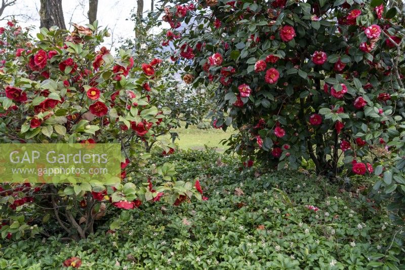 Camellia japonica 'Barbara Morgan' à gauche et Camellia japonica 'Latifolia' à droite avec Pachysandra terminalis sous-planté.Parco delle Camelie, Camellia Park, Locarno, Suisse 