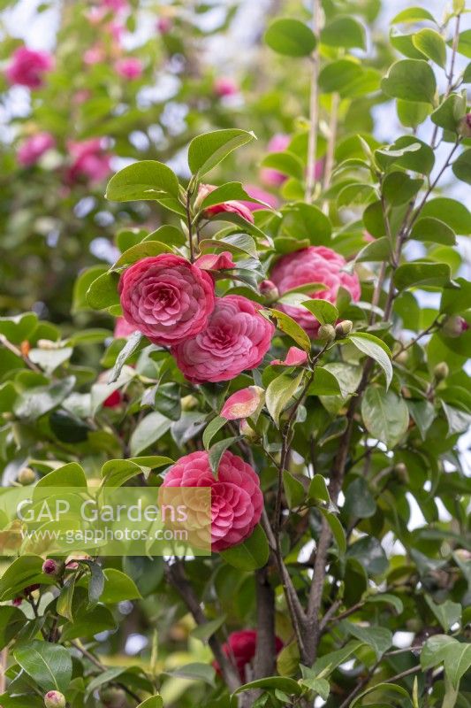 Camellia japonica 'Madame Lebois'.Parco delle Camelie, Camellia Park, Locarno, Suisse 