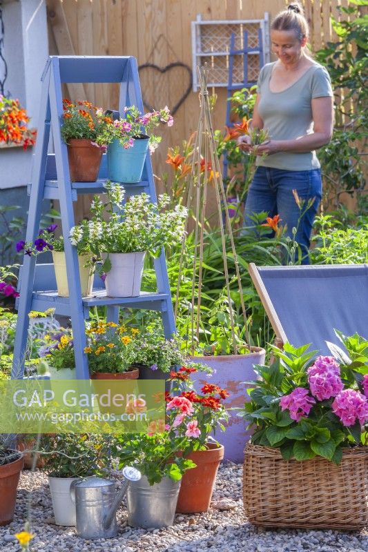 Exposition de pots avec de jeunes fleurs annuelles sur une échelle et d'hortensia dans un panier en osier sur une terrasse en gravier. Femme travaillant dans le jardin en arrière-plan. 