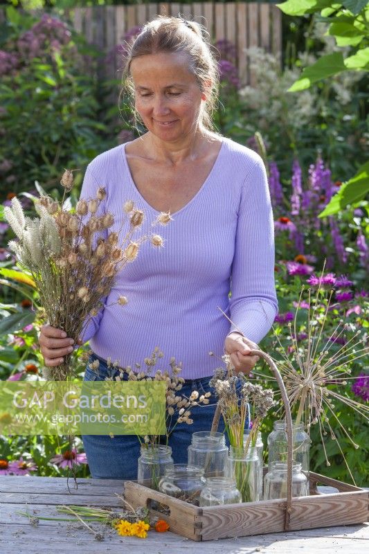 Femme collectant des graines du jardin. Nigella damascena, Allium, Silene vulgaris et autres. 