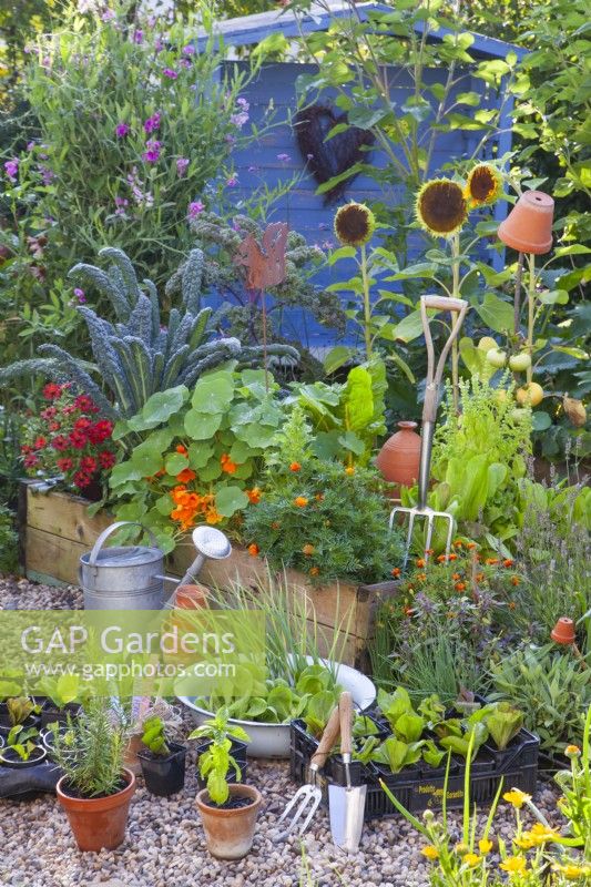 Exposition de plants de légumes et d'outils avec un parterre de fleurs surélevé rempli de légumes, d'herbes et de fleurs annuelles en arrière-plan. 