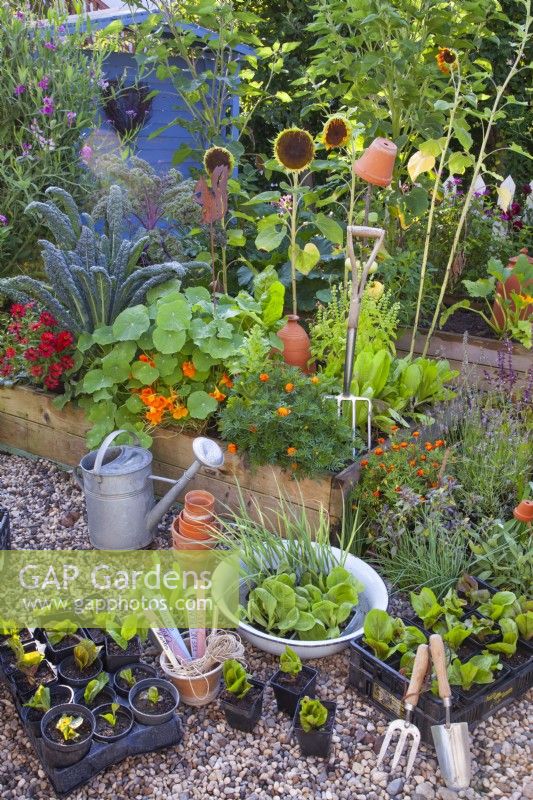 Exposition de plants de légumes et d'outils avec un parterre de fleurs surélevé rempli de légumes en croissance, d'herbes aromatiques et de fleurs annuelles en arrière-plan. 