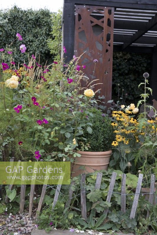 Rosa 'Graham Thomas', Cosmos 'Dazzler', Box ball et Rudbeckia 'Goldstrum' avec clôture basse en châtaignier dans un jardin contemporain 