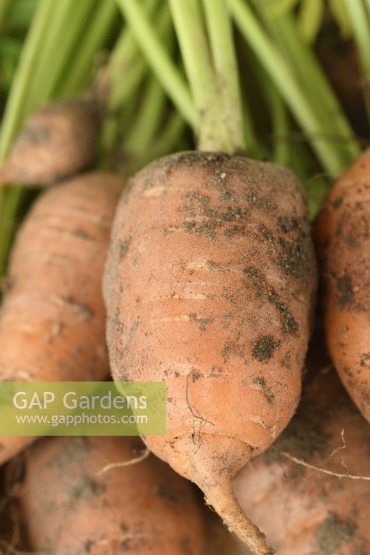 Daucus carota 'Caracas' Jeunes récoltés pour les mini-carottes septembre 