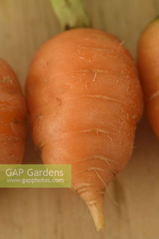 Daucus carota lavé 'Caracas' Récolté jeune pour les carottes miniatures en septembre 