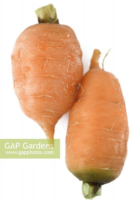 Daucus carota lavé 'Caracas' Jeunes récoltés pour les mini-carottes septembre 