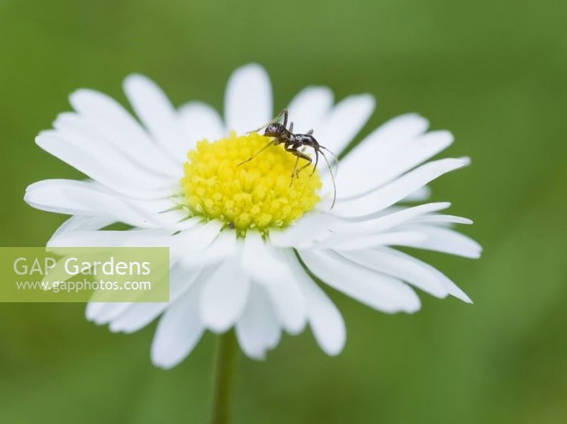 Myrmecoris gracilis - un bug imitant la fourmi sur une fleur de marguerite commune 