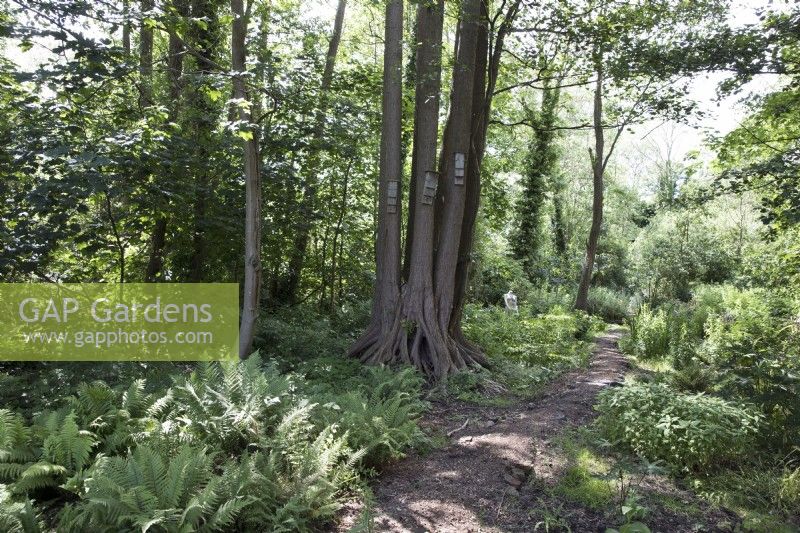 Sentier à travers un jardin boisé naturaliste avec des aulnes noirs 