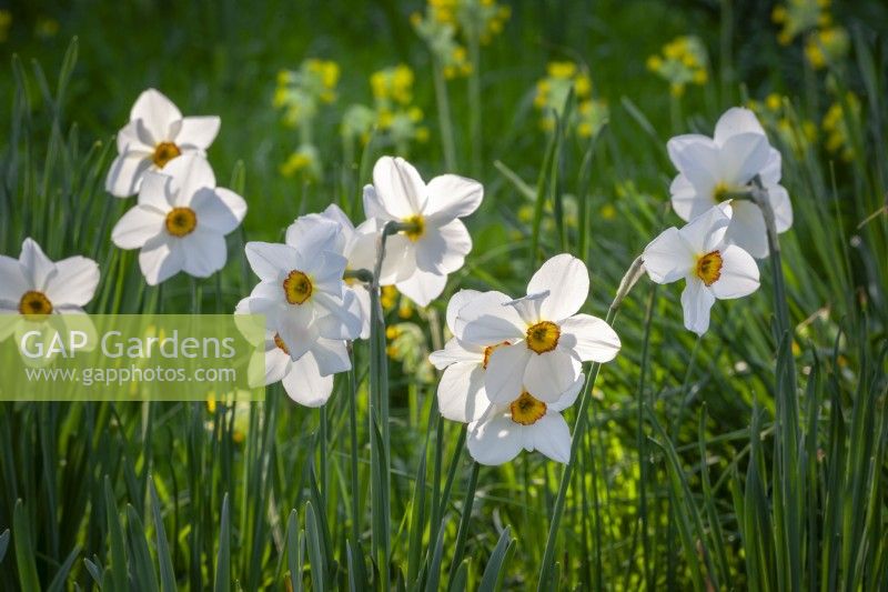 Narcisse 'Actaea' poussant dans l'herbe avec Primula veris - primevères - en arrière-plan 