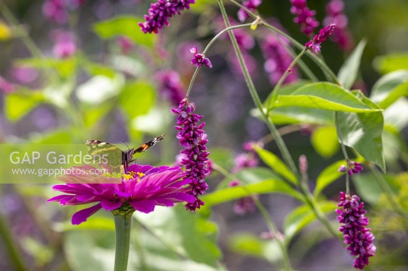 Papillon Amiral Rouge - Vanessa atalanta - sur Zinnia 'Cactus Pink' avec Persicaria orientalis syn. Polygone oriental 