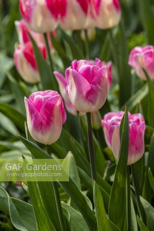 Tulipa 'Dreamland' - tulipe - avril 