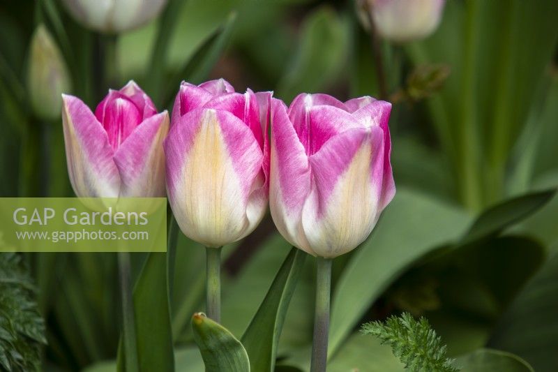 Tulipa 'Dreamland' - tulipe - avril 