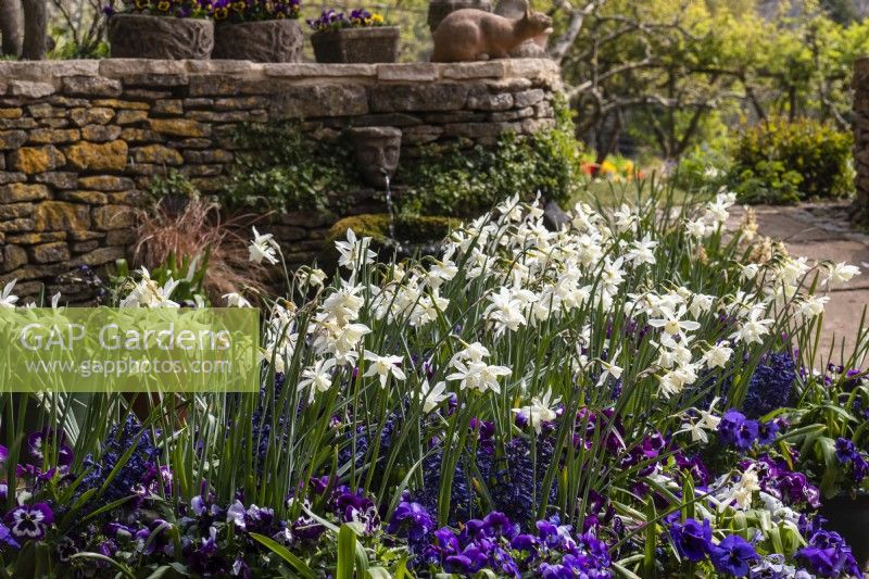 Un pot de printemps en violet et blanc avec des altos, des jacinthes et des Narcisses « Thalia » à Trench Hill, Gloucestershire. 