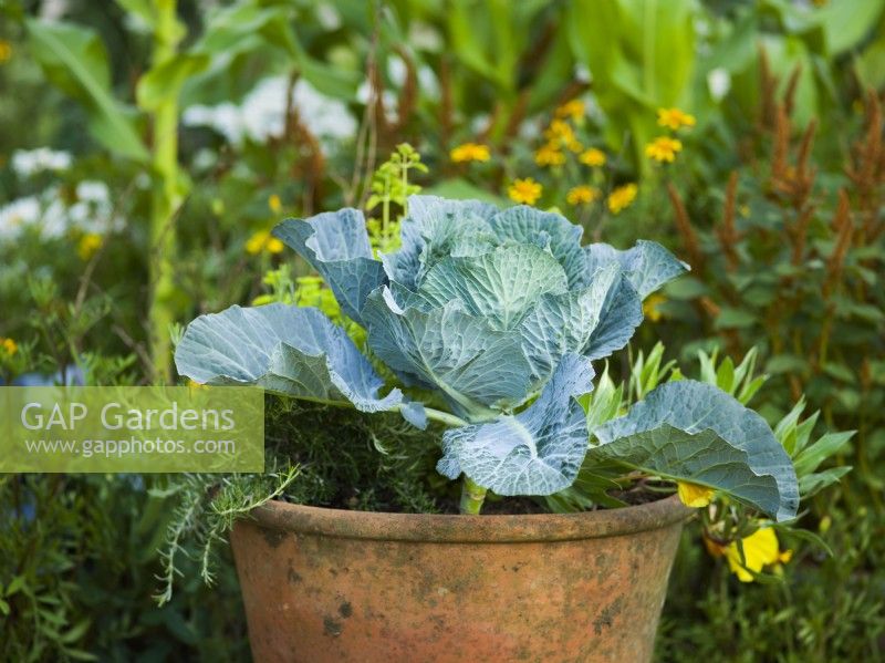 Choux cultivés en pot. Jardin des héros horticoles emblématiques RHS, concepteur : Carol Klein, RHS Hampton Court Palace Garden 