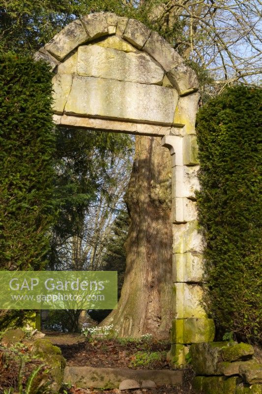 Galanthus autour d'un tronc d'arbre encadré par une arche en pierre et taxus baccata à Thenford Arboretum. 