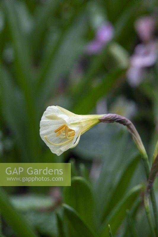 Narcissus bulbocodium 'Arctic Bells' - jonquille à jupon cerceau - février 