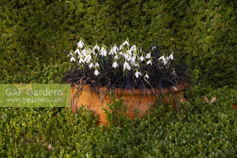 Galanthus James Blackhouse entouré d'Ophiopogon planiscapus nigrescens dans un pot en terre cuite entouré de Buxus 