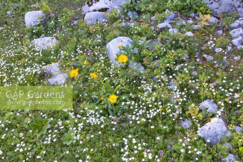 Prairie rocheuse alpine avec Buphthalmum salicifolium, Euphorbia cyparissias, Helleborus niger feuillage et Silene alpestris. 