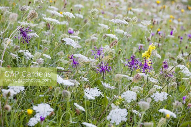Prairie de fleurs sauvages avec Daucus carota - carottes sauvages et Allium carinatum subsp. pulchellum - ail caréné. 