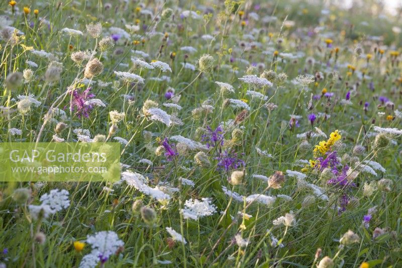 Prairie de fleurs sauvages avec Daucus carota - carottes sauvages et Allium carinatum subsp. carinatum - ail caréné. 