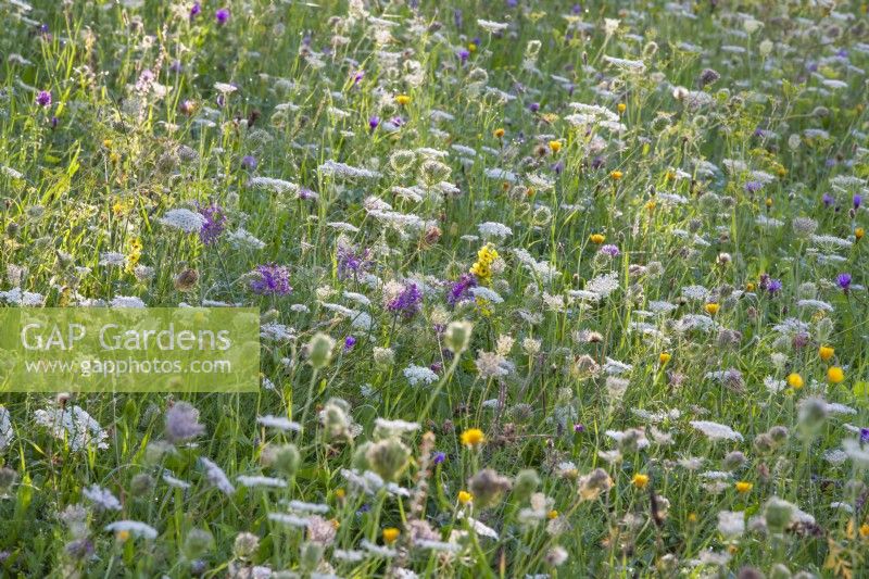 Prairie de fleurs sauvages avec Daucus carota - carottes sauvages, Crepis biennis - barbe faucon, Allium carinatum subsp. carinatum - ail caréné et autres. 
