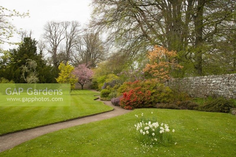 Azalée, Acer, Syringa et Prunus le long d'un chemin courbe dans les jardins du château de Cawdor 