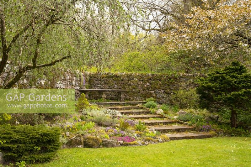 Fleurs de printemps dans un jardin de rocaille autour de marches en pierre bordées par un mur de pierre dans les jardins du château de Cawdor 