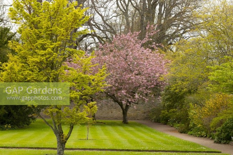 Prunus et Acer arbres dans le jardin clos du château de Cawdor Cardens. 