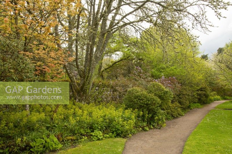 Feuillage printanier : Acers, Euphorbia et Rhododendron le long d'un chemin dans les jardins du château de Cawdor. 