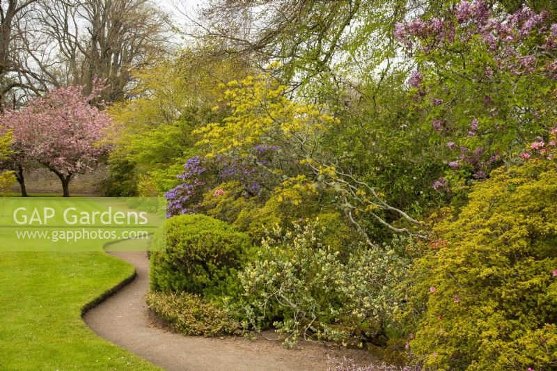 Un parterre de fleurs d'Acer, de Rhododendron, de Syringa, d'Erica et de Prunus le long d'un chemin incurvé dans les jardins du château de Cawdor. 