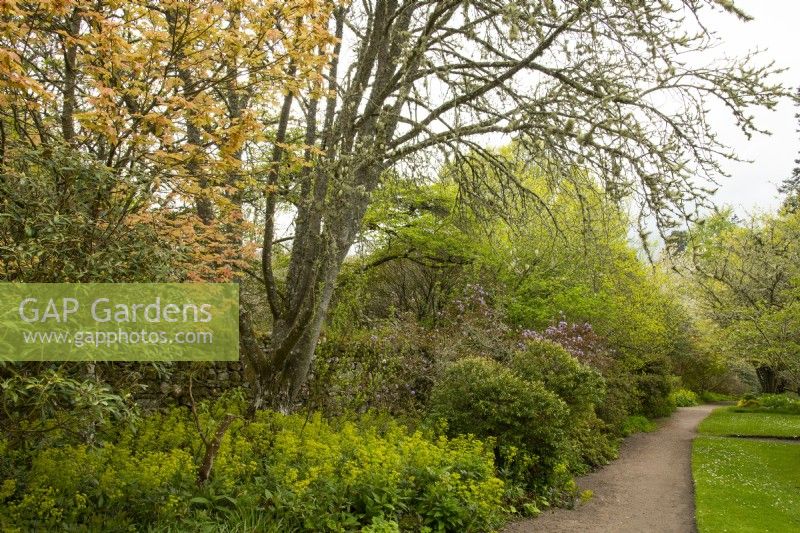 Feuillage printanier, Acers, Euphorbia et Rhododendron le long d'un chemin dans les jardins du château de Cawdor. 