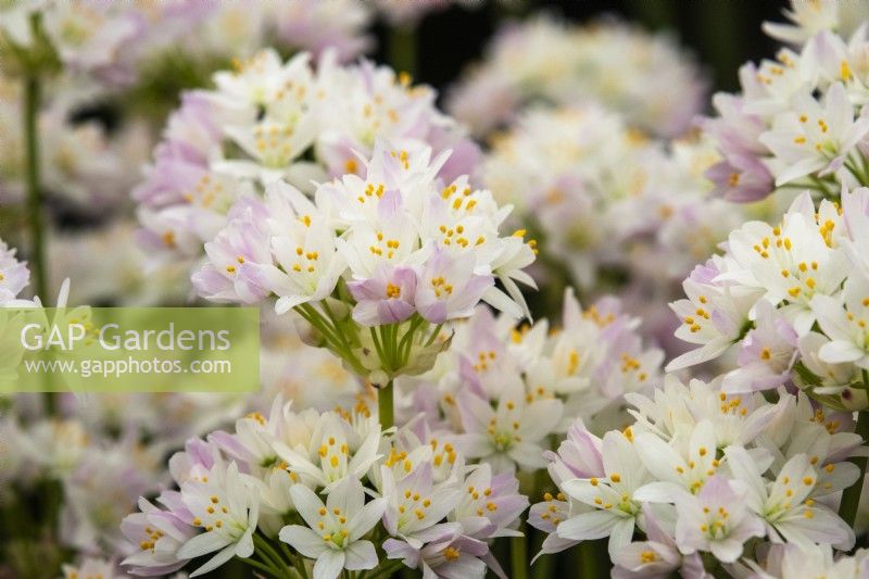 Allium 'Roseum' - ail à fleurs roses - RHS Hampton Court Palace Garden Festival 2023 - WS Warmenhoven. 