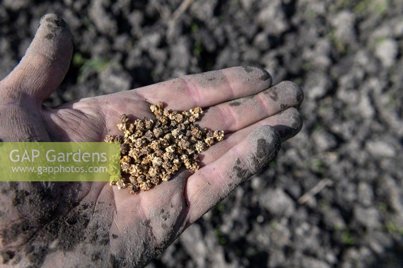 Beta vulgaris sous-espèce. graines de blettes vulgaris prêtes à être semées sur un allotissement dans une main de jardinier boueuse. 