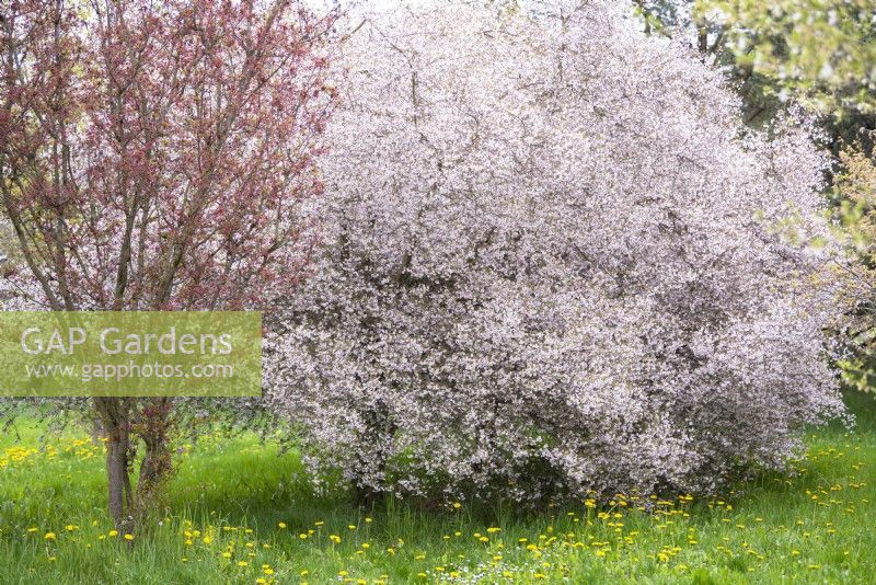Prunus subhirtella 'Hally Jolivette', cerisier à floraison hivernale, cerisier bouton de rose en pleine floraison.Avril 