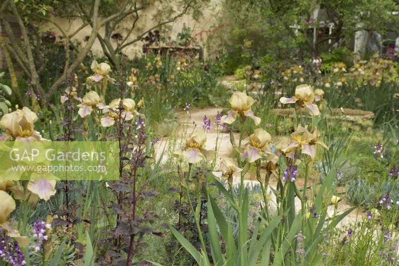 RHS Chelsea Flower Show 2023 - Sentier à travers des parterres de fleurs mixtes avec iris Benton Olive et Atriplex hortensis à feuilles sombres dans le jardin Nurture Landscapes conçu par Sarah Price Gold 