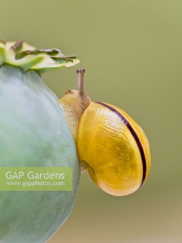 Cepea hortensis - Escargot à lèvres blanches sur tête de graine de pavot 