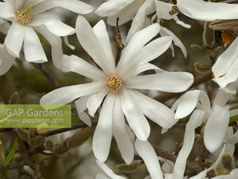 Fleur de Magnolia Stellata mi-mars 
