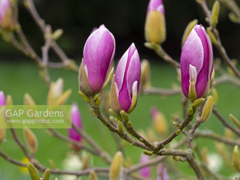 Magnolia x soulangeana 'Lennei' bourgeons sur le point d'ouvrir Printemps Fin Mars 