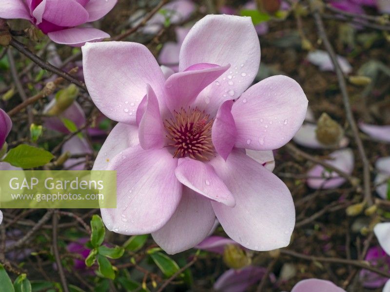 Magnolia 'Apollo' ouvrant ses fleurs à la mi-mars 