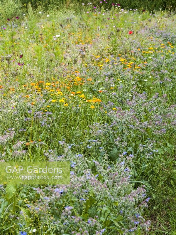 Prairie fleurie avec plantes annuelles, dont Calendula jaune et Borago bleu, été août 
