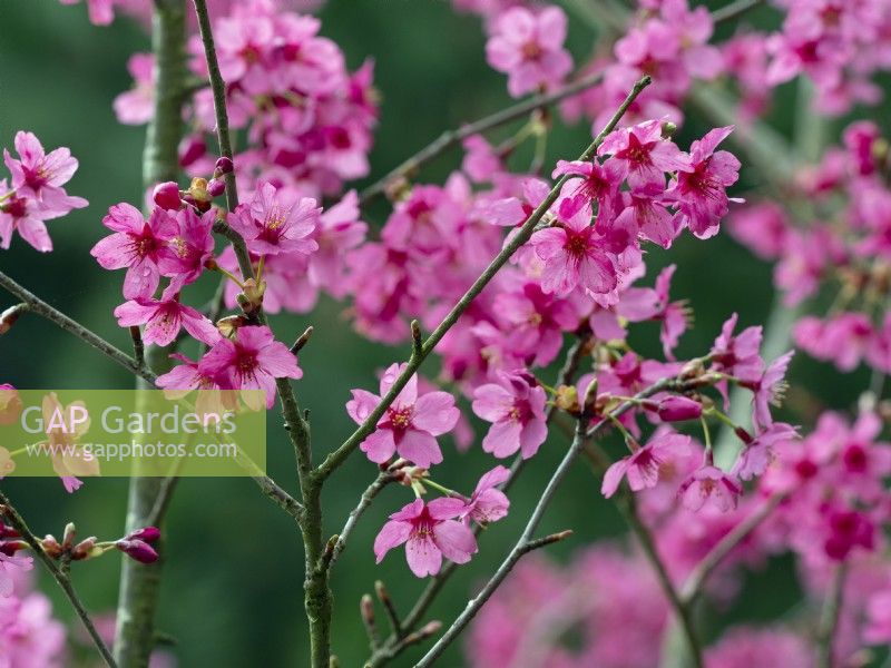 Prunus 'Collingwood Ingram' en fleur mars printemps 