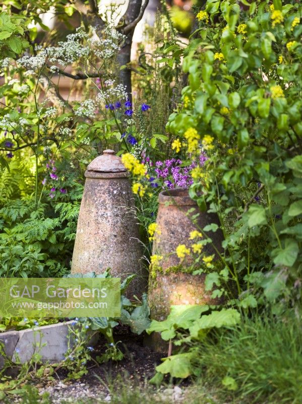 Deux forceurs à rhubarbe en terre cuite dans le jardin. The Savills Garden, Designer : Mark Gregory, RHS Chelsea Flower Show 2023, mai, printemps, été 