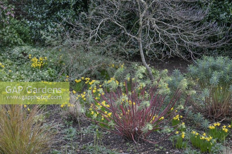 Parterre de fleurs d'hiver avec 'Tete a Tete narcissus' et tiges d'euphorbes colorées aux jardins botaniques de Winterbourne, février 